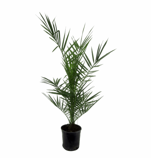 Phoenix Canariensis | Kanarische Dattelpalme | +/- 80cm | ø 15cm Topf
