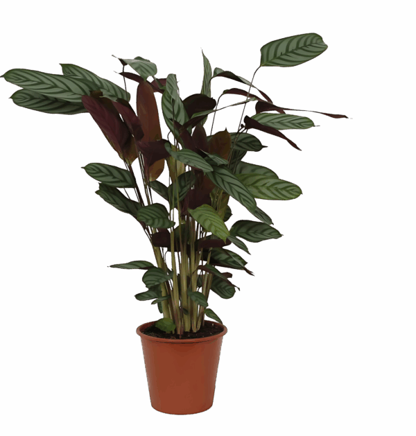 Calathea “Compactstar” | Korbmarante | +/- 80cm | ø 19cm Topf