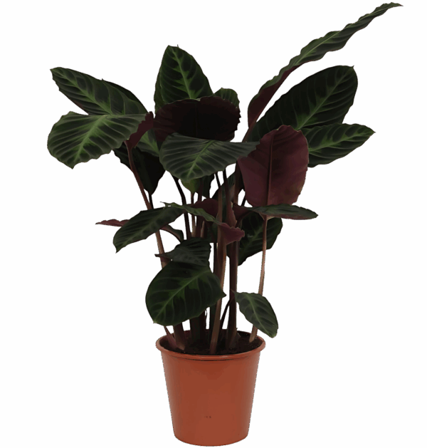 Calathea “Warsceviczii” | Korbmarante | +/- 80cm | ø 19cm Topf