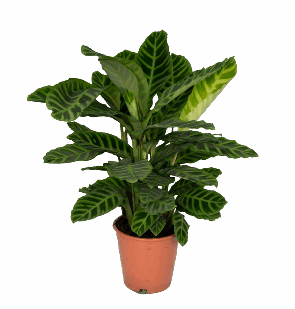 Calathea “Zebrina” | Korbmarante | +/- 80cm | ø 19cm Topf