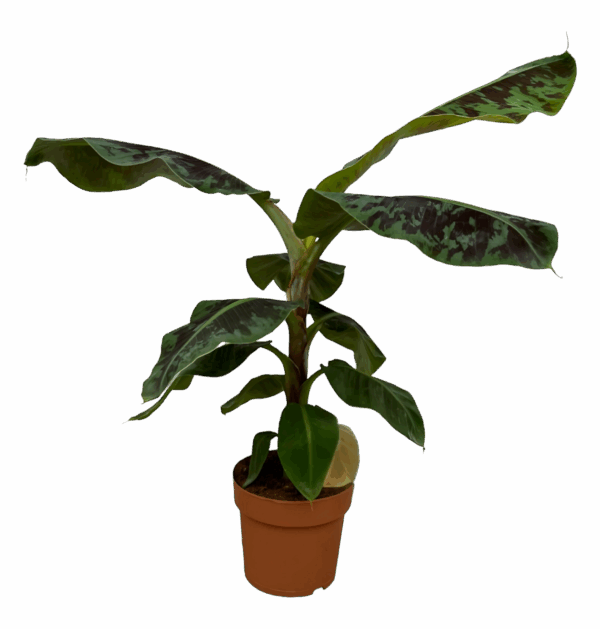 Musa | Bananenpflanze | +/- 80cm | ø 21cm Topf