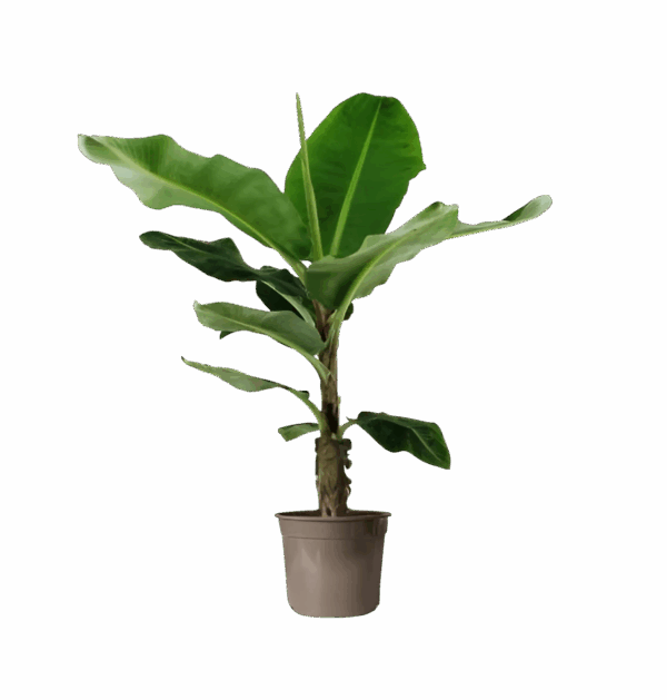 Musa | Bananenpflanze | +/- 140cm | ø 27cm Topf