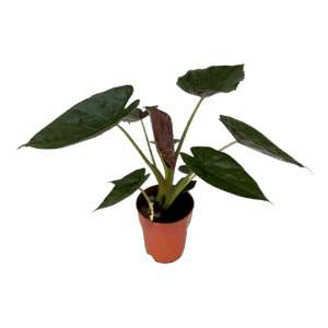 Alocasia “Wentii” | Elefantenohr | +/- 85cm | ø 19cm Topf