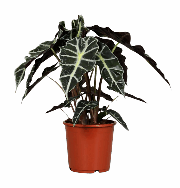 Alocasia “Polly” | Elefantenohr | +/- 45cm | ø 17cm Topf