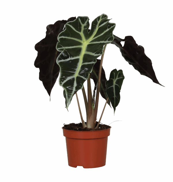 Alocasia “Amazonica Polly” | Elefantenohr | +/- 30cm | ø 12cm Topf