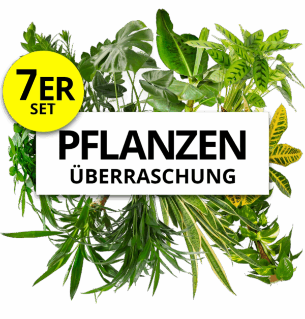 7er-Set | Pflanzenüberraschung | +/- 40-70cm | ø 12-15cm Topf