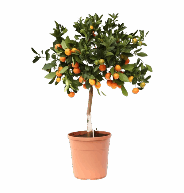 Citrus Calamondin | Zwergorangenbaum | +/- 80cm | ø 22cm Topf