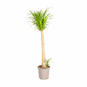 Beaucarnea Recurvata “Stamm” | Elefantenfuß | +/- 120cm | ø 27cm Topf