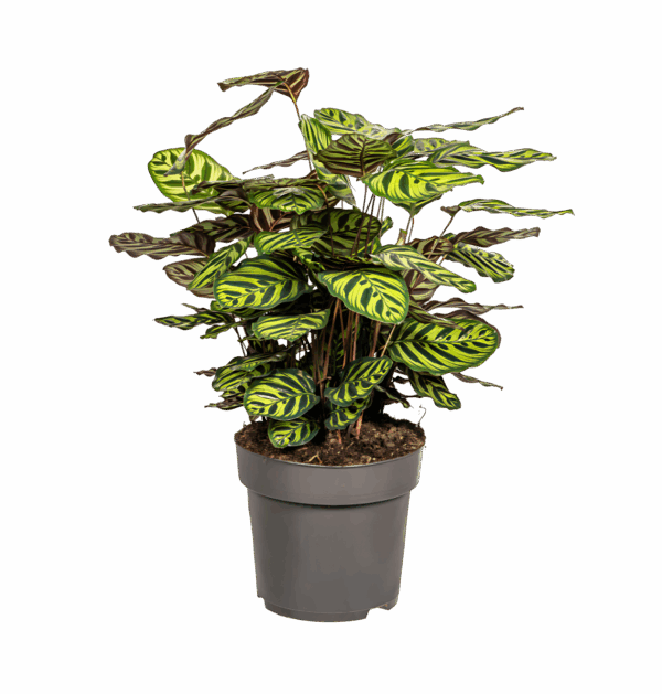 Calathea “Makoyana” | Korbmarante | +/- 70cm | ø 27cm Topf