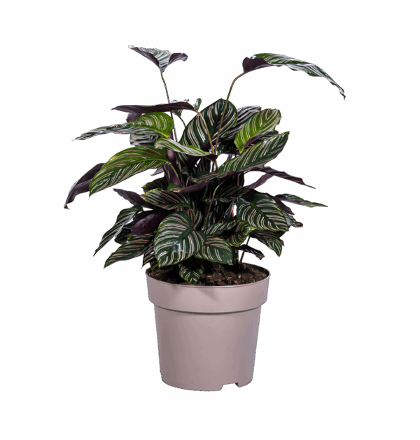 Calathea Ornata “Sanderiana” | Korbmarante | +/- 70cm | ø 27cm Topf