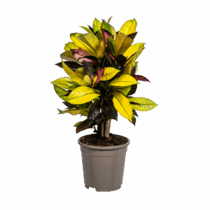 Codiaeum Croton “Iceton” | Wunderstrauch | +/- 50cm | ø 17cm Topf