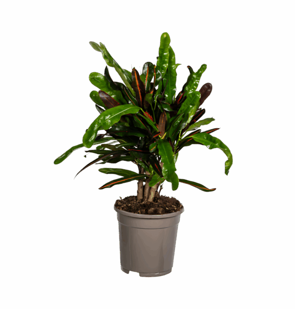 Codiaeum Croton “Mamey” | Wunderstrauch | +/- 50cm | ø 17cm Topf