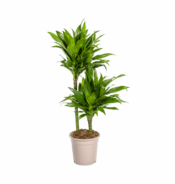 Dracaena Deremensis “Green Jewel” | Drachenbaum | +/- 80cm | ø 19cm Topf