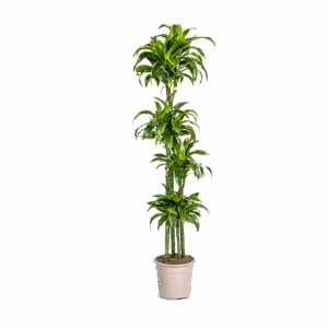 Dracaena Deremensis “Dorado” | Drachenbaum | +/- 180cm | ø 27cm Topf