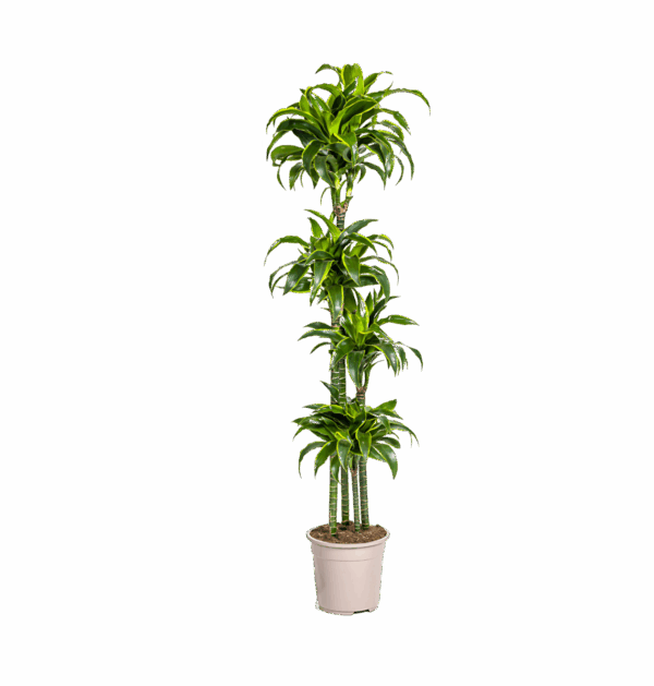 Dracaena Deremensis “Dorado” | Drachenbaum | +/- 180cm | ø 27cm Topf