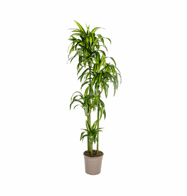 Dracaena Deremensis “Hawaiian Sunshine” | Drachenbaum | +/- 180cm | ø 27cm Topf