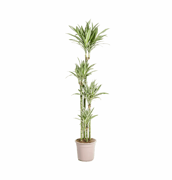 Dracaena Deremensis “White Stripe” | Drachenbaum | +/- 180cm | ø 27cm Topf