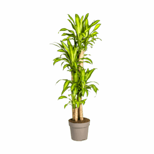 Dracaena Fragrans “Massangeana” | Drachenbaum | +/- 180cm | ø 30cm Topf