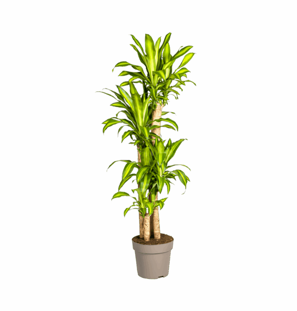 Dracaena Fragrans “Massangeana” | Drachenbaum | +/- 180cm | ø 30cm Topf