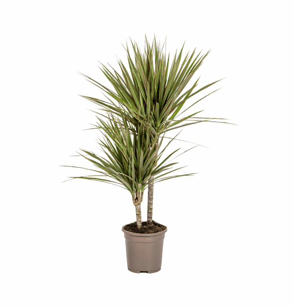 Dracaena Marginata “Bicolor” | Drachenbaum | +/- 60cm | ø 17cm Topf