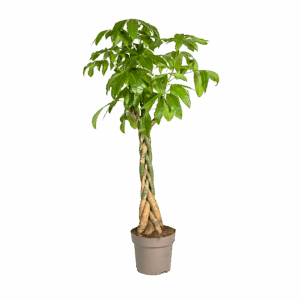 Pachira Aquatica | Glückskastanie | +/- 170-180cm | ø 30cm Topf