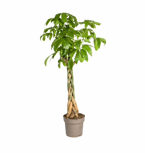 Pachira Aquatica | Glückskastanie | +/- 170-180cm | ø 30cm Topf