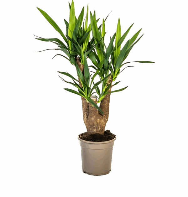 Yucca Elephantipes | Palmlilie | +/- 65cm | ø 21cm Topf