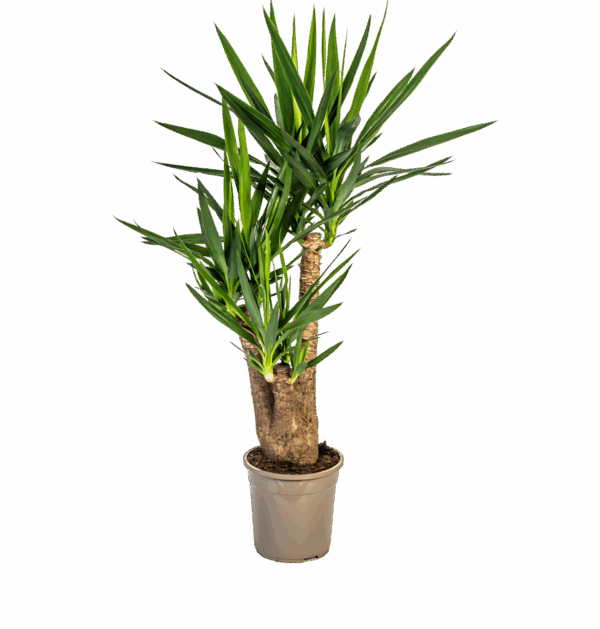 Yucca Elephantipes | Palmlilie | +/- 90-100cm | ø 24cm Topf