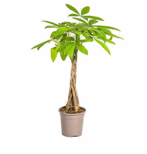 Pachira Aquatica | Glückskastanie | +/- 80cm | ø 19cm Topf