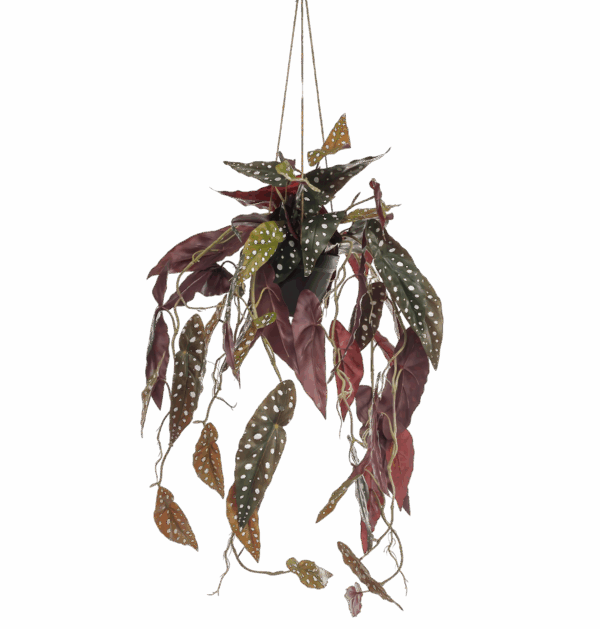 Künstliche Begonia “Maculata” | Stippenbegonia | +/- 80cm | ø 18cm Topf