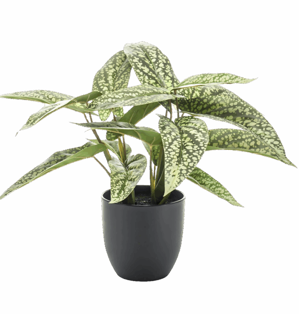 Künstliche Calathea “Dots” | Korbmarante | +/- 38cm | ø 15cm Topf