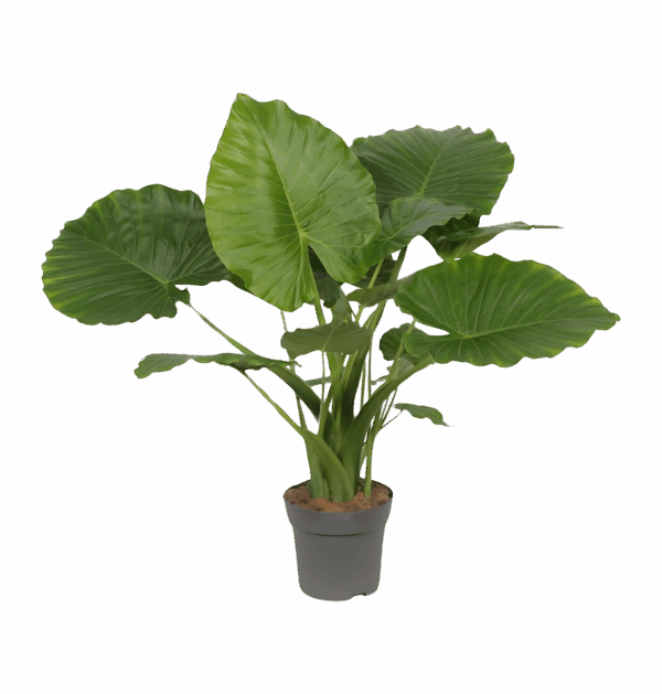 Alocasia “Gageana California” | Elefantenohr | +/- 80cm | ø 21cm Topf