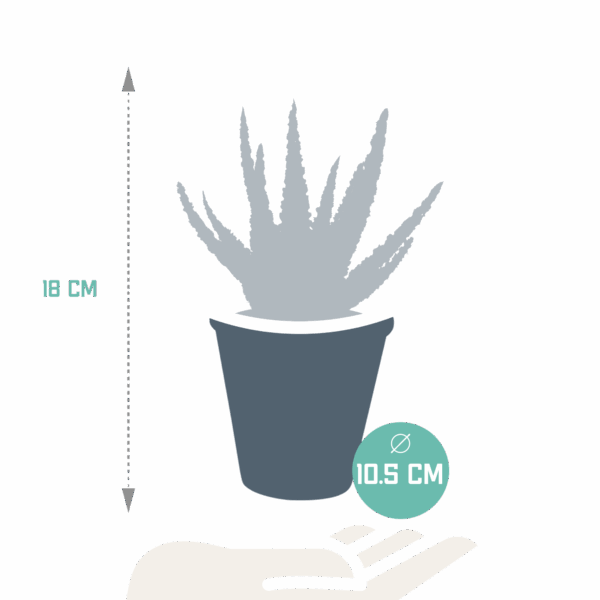Aloë zebrina Dannyz 10,5cm - zonder pot