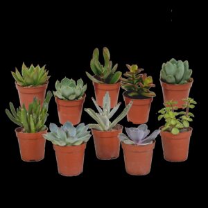 Vetplanten mix 5.5 cm - 10x - zonder pot
