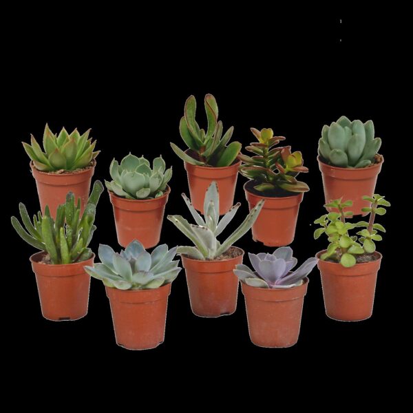 Vetplanten mix 5.5 cm - 10x - zonder pot