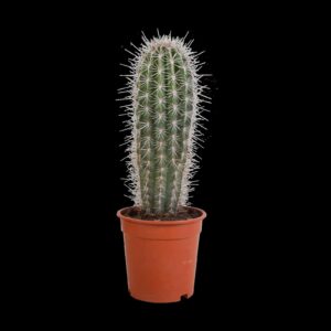 Pachycereus pringlei - 17cm - zonder pot