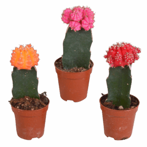Euphorbia meloformis variegata - Gymnocalycium mix - 5,5cm - 3x