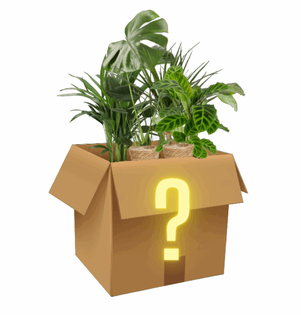 6er-Set "Mystery Box"