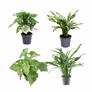 4er-Set “Grünpflanzen” | Monstera Affenblatt | Aglaonema “Miss Juliette” | Aglaonema “Cutlass” | Syngonie | +/- 25-40cm | ø 12cm Topf