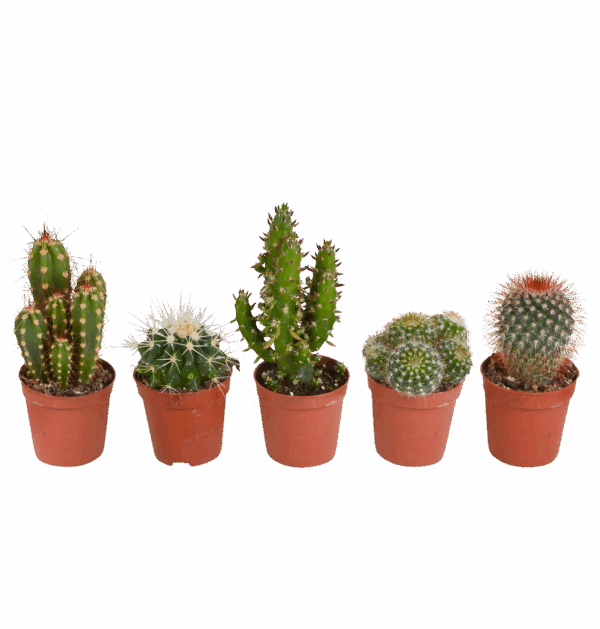 Kakteen 5er-Set (Ohne Topf) | Kaktus Mix | +/- 8-13cm | ø 5,5cm Topf