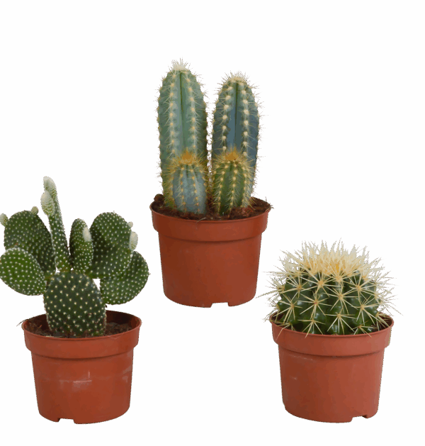 Kakteen 3er-Set (Ohne Topf) | Kaktus Mix | +/- 8-13cm | ø 10,5cm Topf