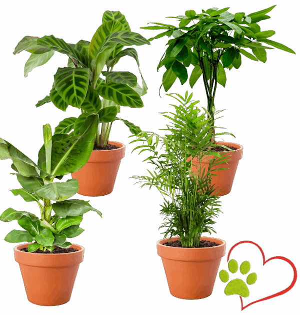 4er-Set "Tierfreund" | Bergpalme | Glückskastanie | Bananenpflanze | Korbmarante | +/- 30-60cm | ø 12-15cm Topf