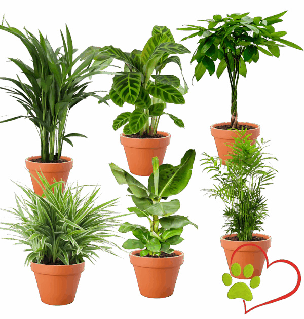 6er-Set “Tierfreund” | Bergpalme | Bananenpflanze | Goldfruchtpalme | Grünlilie | Korbmarante | Glückskastanie | +/- 30-60cm | ø 12-15cm Topf