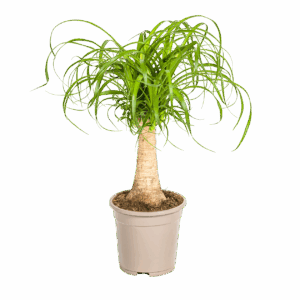 Beaucarnea Recurvata “Stamm” | Elefantenfuß | +/- 50cm | ø 17cm Topf