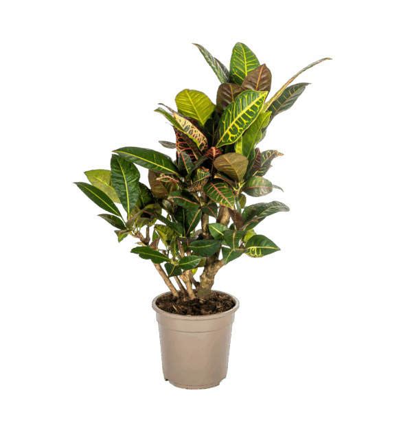 Codiaeum Croton “Petra” | Wunderstrauch | +/- 70-80cm | ø 21cm Topf