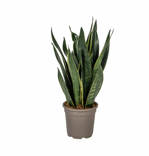 Sansevieria Trifasciata “Futura Black” | Bogenhanf | +/- 50-55cm | ø 17cm Topf