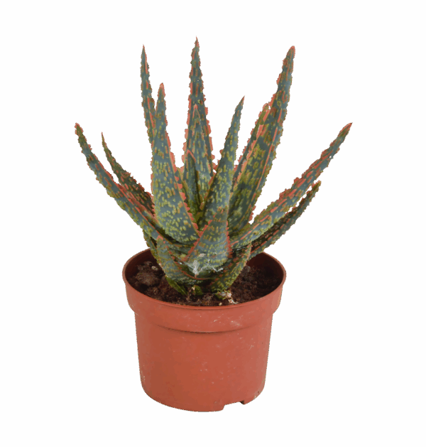 Aloe Zebrina “Dannyz” (Ohne Topf) | Zebra Aloe | +/- 18cm | ø 10,5cm Topf