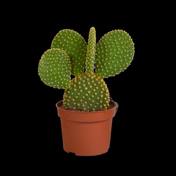 Opuntia microdasys - 12cm - zonder pot