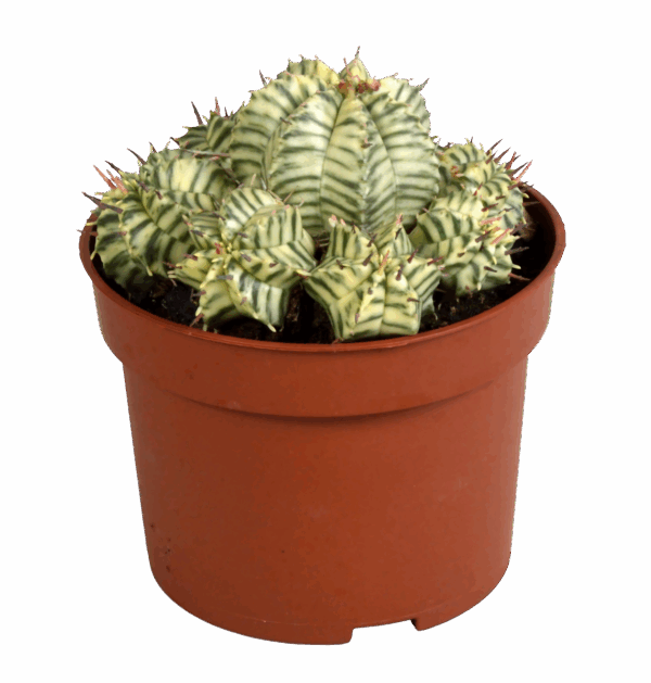 Euphorbia meloformis variegata | Melonen-Wolfsmilch | +/- 10-22cm | ø 10,5cm Topf