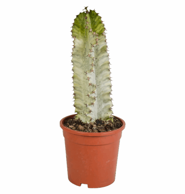 Euphorbia Marmorata | Marmor-Wolfsmilch | +/- 35-45cm | ø 17cm Topf